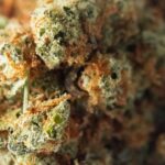 California Kush - Image 2