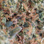 Diamond Kush - Image 2
