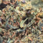 Dream Berry - Image 2