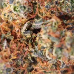 Gelato 33 - Image 2
