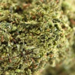 Gelato Cali USA - Image 2