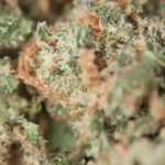 Girl Scout Cookies - Image 2