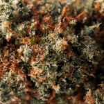 Lemon Kush Pop - Image 2