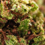 Minibud Premium - Image 2