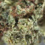 Orange Bud - Image 2