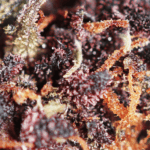 Purple Haze - Image 2