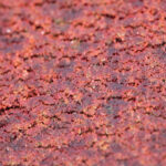 Red Lebanese - Image 2