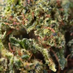 Sour Diesel - Image 2