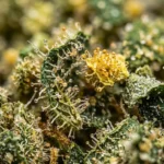 Trim Premium - Image 2
